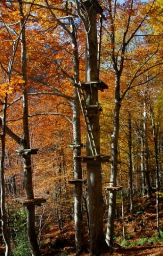  Curso de COUGAR en otoño 